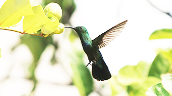 A green bird collecting honey from a flower